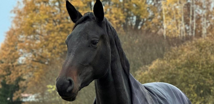 Ābeļu pagasta saimnieki meklē trīsgadīgo ķēvīti vārdā Zizī
