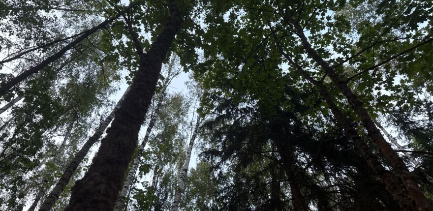 Jēkabpils novadā glābēji ar dronu atrod cilvēku, kurš apmaldījies mežā