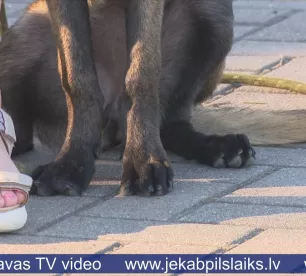 Mājas mīluļiem karstais laiks var būt nāvējošs