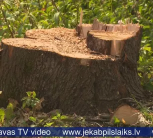 Aizsargdambja remonta laikā Jēkabpilī plānots nozāģēt 280 kokus