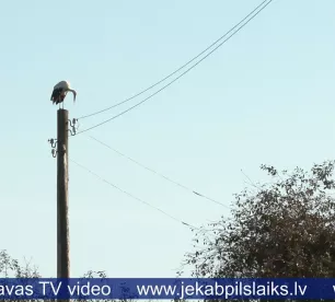 Stārķis silto zemju vietā izvēlas Latvijas cūku fermu