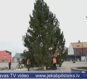 Vecpilsētas laukumu Jēkabpilī šogad rotās egle no Kalna pagasta