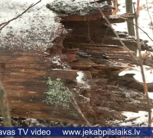 Latvijā turpina cīņu ar mizgraužiem