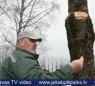 Iedzīvotāji uztraukti par apzāģētajiem kokiem Neretā