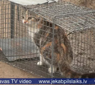 Sterilizācijas programma palīdz kontrolēt ielas kaķu vairošanos Līvānos
