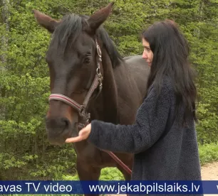 Atrasta pirms divarpus nedēļām pazudusī ķēvīte Zizī