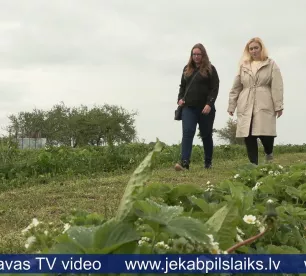 Zemeņu audzētāji: šogad zemeņu raža būs vēlāk