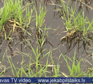 Lauksaimnieki ceļ trauksmi: applūduši daudzi sējumi