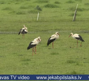 Tauta ziņo: pie saimniecības Rožupes pagastā pulcējas pāris simti stārķu