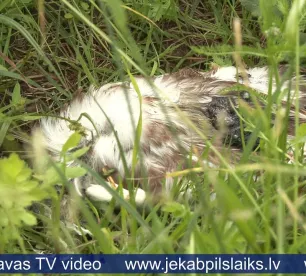 Jēkabpilī atrasti miruši ķīri, bet putnu gripa neapstiprinās