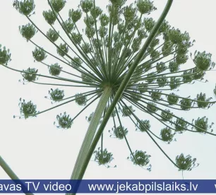 Jēkabpils novadā Sosnovska latvānis izplatījies vairāk nekā 180 hektāros