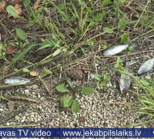 Zivis uz ceļa – lietavu sekas Jēkabpils novadā