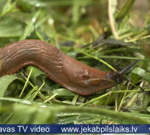Jēkabpilī cīņa ar Spānijas kailgliemežiem kļūst par ikdienu