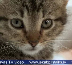 Jēkabpils dzīvnieku patversmē daudz mazu kaķēnu