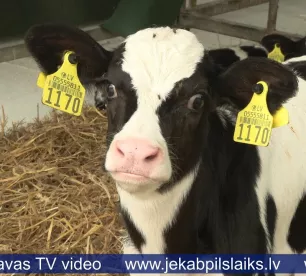 Saimniecībā “Kalna Dambrāni” atklāj Dzemdību nodaļu