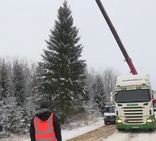 No Elkšņu pagasta meža uz Jēkabpili atvesta pilsētas galvenā svētku egle