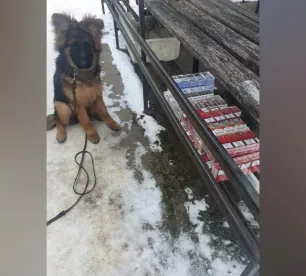 Jēkabpils tirgū topošais policijas suns atrod nelegālās cigaretes