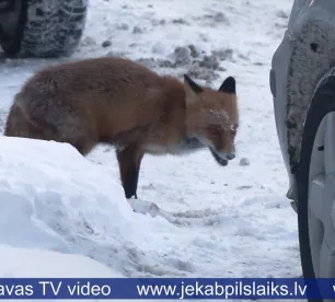 Jēkabpilī gar mājām staigā lapsa un apdraud mājdzīvniekus
