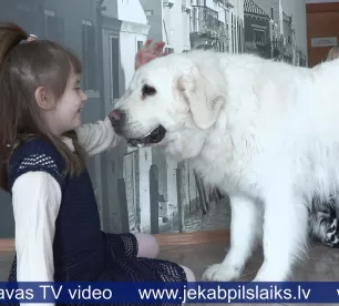 Suņi palīdz uzlabot veselību – kanisterapijas spēks