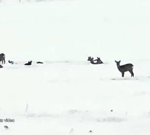 Netālu no Jēkabpils novērots stirnu bars