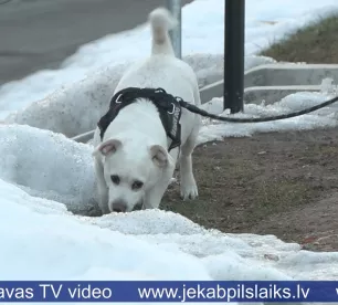 Jēkabpilī atklājas suņu īpašnieku nevērība – pašvaldības policija februārī veic 23 pārbaudes