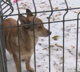 Jēkabpils Dzīvnieku patversme gaida ziedojumus