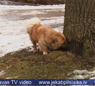 Līvānos pieaug klaiņojošu suņu skaits