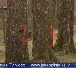 Jēkabpilieši protestē pret plānoto koku zāģēšanu