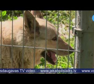 Jēkabpils Dzīvnieku patversme – piepildīta