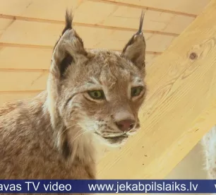 Medību trofeju izstādē Koknesē skatāmi galvaskausi, ragi un dzīvnieku izbāzeņi