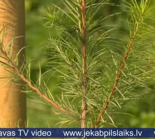 Jēkabpils Mežaparkā iestādīti 70 jauni kociņi