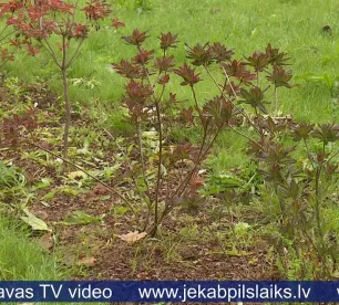 Draudzības alejā iestādītie augi netiek pienācīgi kopti