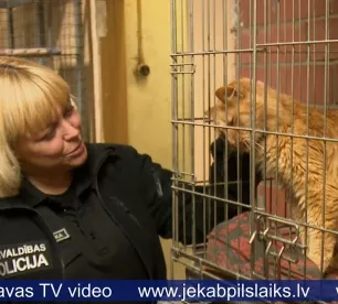 Jēkabpilī no bada nāves izglābj kaķi