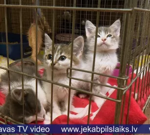 Salas jaunieši vāc ziedojumus Jēkabpils dzīvnieku patversmes iemītniekiem