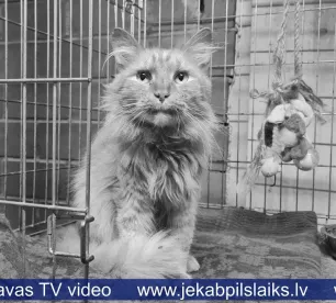 Miris kaķis, kurš tika atstāts bez ēdiena un ūdens