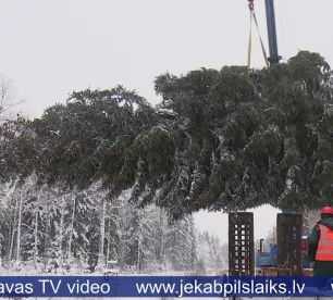 Jēkabpils galvenā svētku egle šogad izvēlēta Viesītes mežos