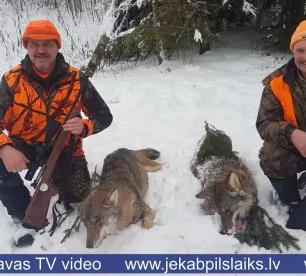 Jēkabpils novada Saukas pagastā nomedīti divi vilki