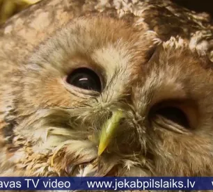Jēkabpils dzīvnieku patversmē nonākusi pūce