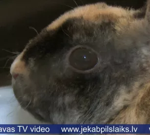 Jēkabpilī atrod kastē atstātu pundurtrusīti