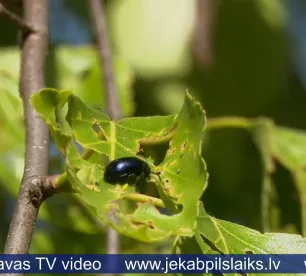 Jēkabpilī bērzus apsēduši lapgrauži
