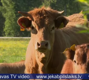 PVD brīdina: mājlopus apdraud knišļi