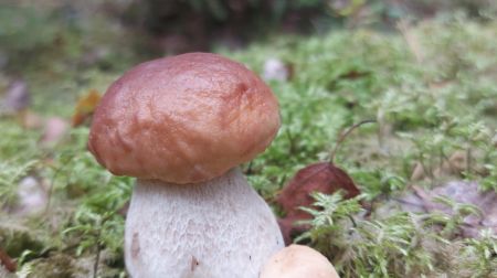 Sēņošanas un ogošanas entuziasti dodas dabā