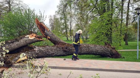 Kena parkā nokrīt koks