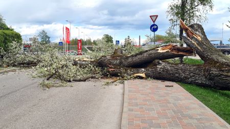 Jēkabpilī nogāžas viens no Kena parka lielajiem kokiem (papildināts)