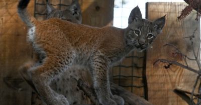 Pašvaldība gaida ierosinājumus Rīgas zoodārza lūšu meitenes vārdam