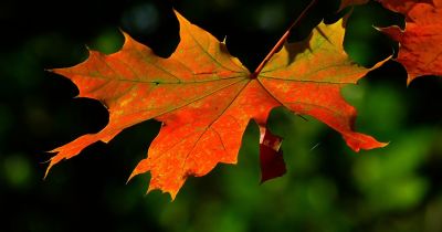 Jēkabpilī arī šogad rudens lapas izvedīs bez maksas
