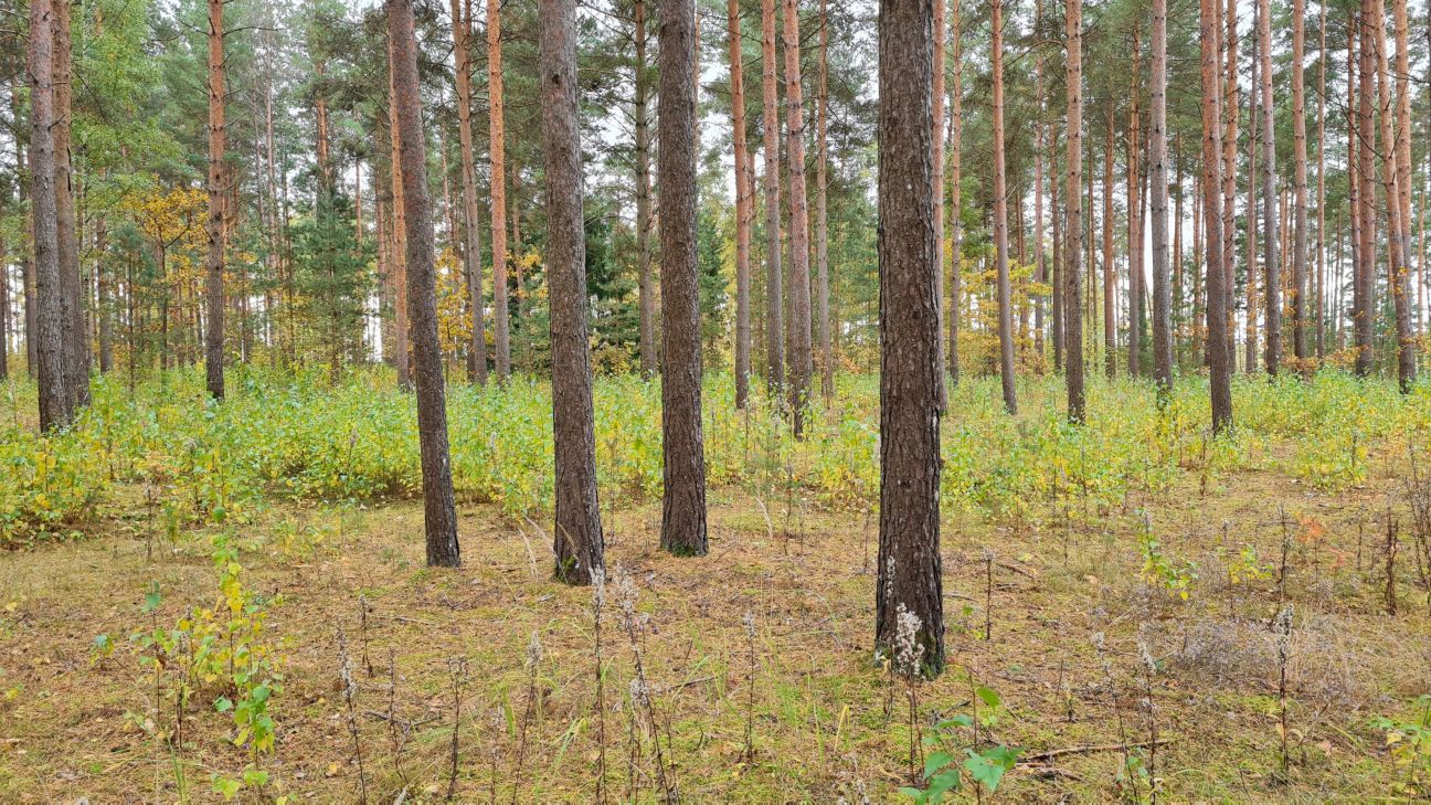Prezentē Jēkabpils Mežaparka ainavu tematisko plānojumu