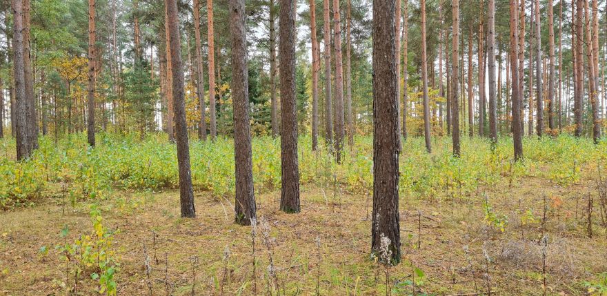 Prezentē Jēkabpils Mežaparka ainavu tematisko plānojumu