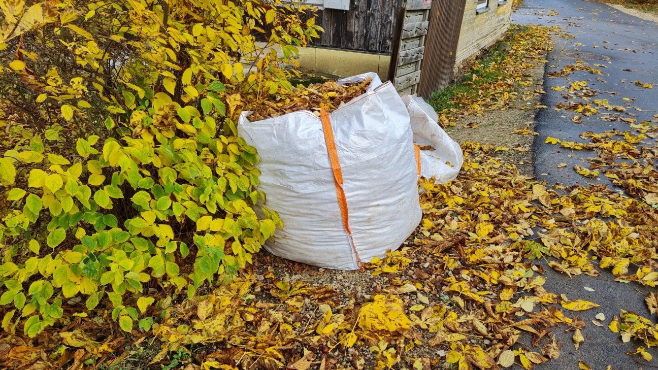 Jēkabpilieši izmanto iespēju bez maksas nodot rudens lapas