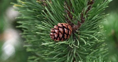 9.novembrī notiks sabiedriskās apspriešanas sanāksme par Jēkabpils Mežaparku